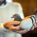 कल्याण-डोंबिवली अग्निशमन दलाच्या जवानांनी दिले 146 पशुपक्ष्यांना जीवदान