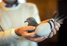 कल्याण-डोंबिवली अग्निशमन दलाच्या जवानांनी दिले 146 पशुपक्ष्यांना जीवदान