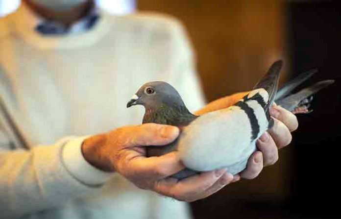 most-expensive-pigeon