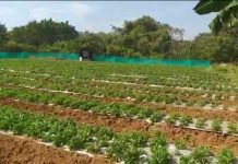 महाबळेश्वरची स्ट्रॉबेरी डहाणूच्या कृषीनगरीत बहरली, एक हजार रोपांची प्रायोगिक तत्त्वावर लागवड यशस्वी