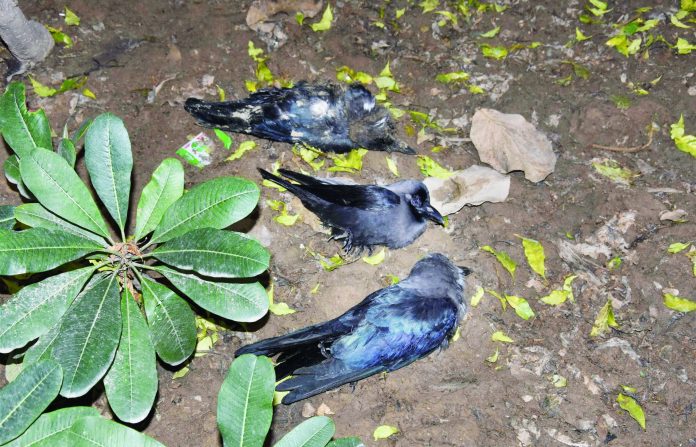 Bird Flu scare: Crows found dead in Delhi