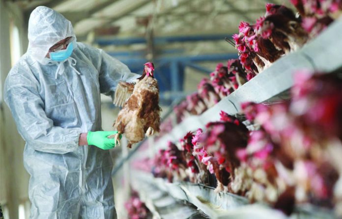 bird-flu-article-3