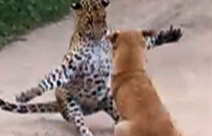 dog leopard