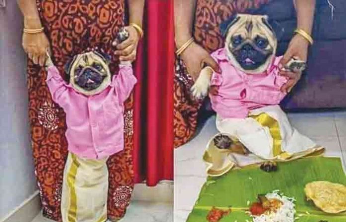 kerala-dog