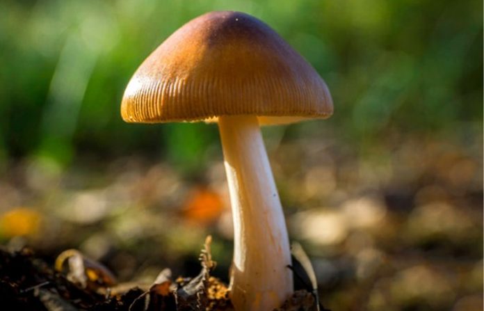 mashroom