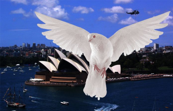piegon-in-australia