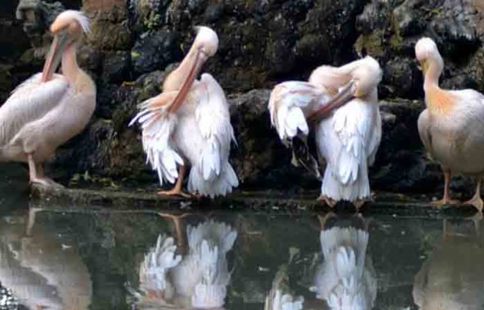 bird