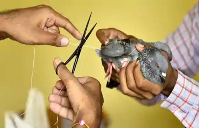 bird-stucck-manjha