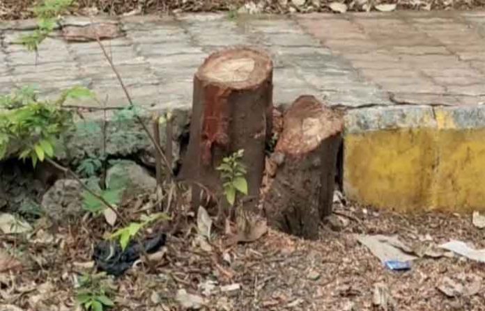 cutted-tree