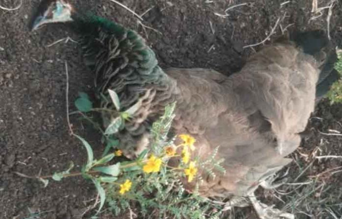 dead-peacock
