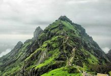 सौराष्ट्रात सिंहांचा धुमाकूळ, 25 दिवसांत सहा हल्ले; गिरनारच्या पायऱ्यांवरून मुलाला उचलून नेले