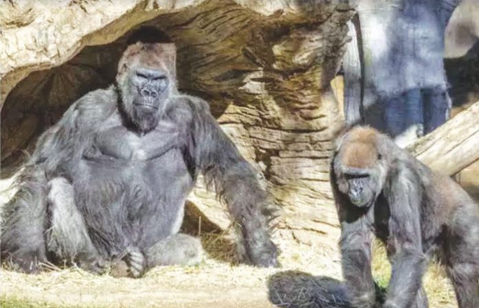 gorilla