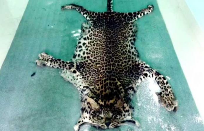 leopard