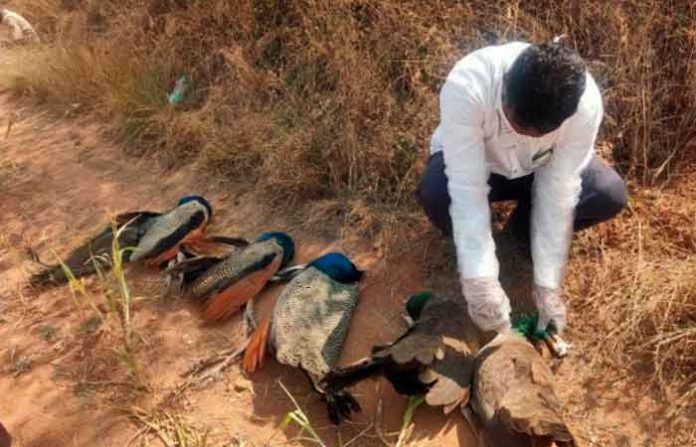 peacock-shirur
