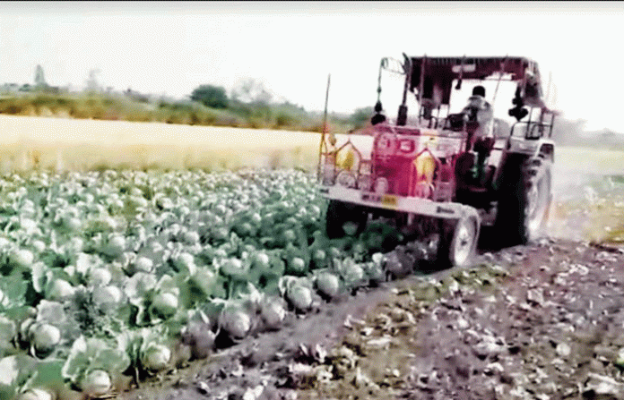 cabbage-farmer