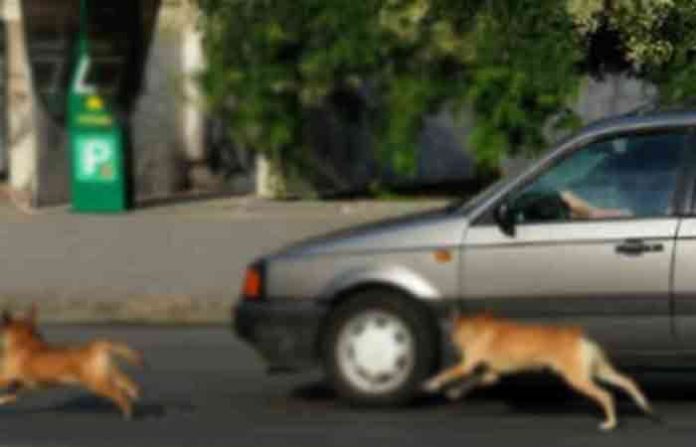 dog-accident