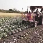 karjat-cauliflower-farmer