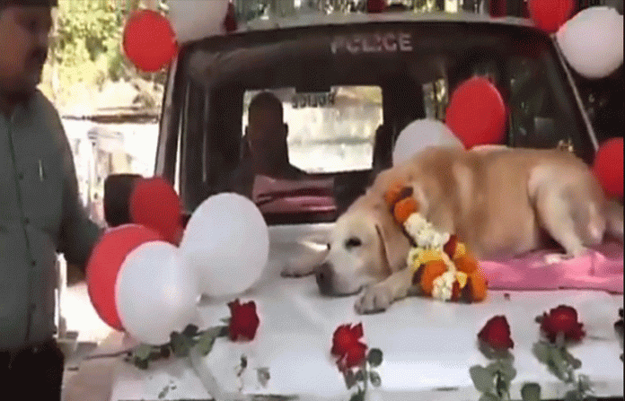 nashik-sniffer