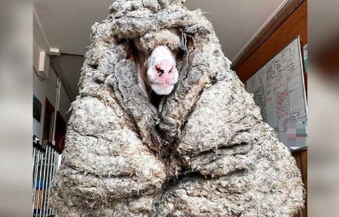 sheep