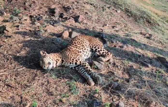 ghatangi-leopard