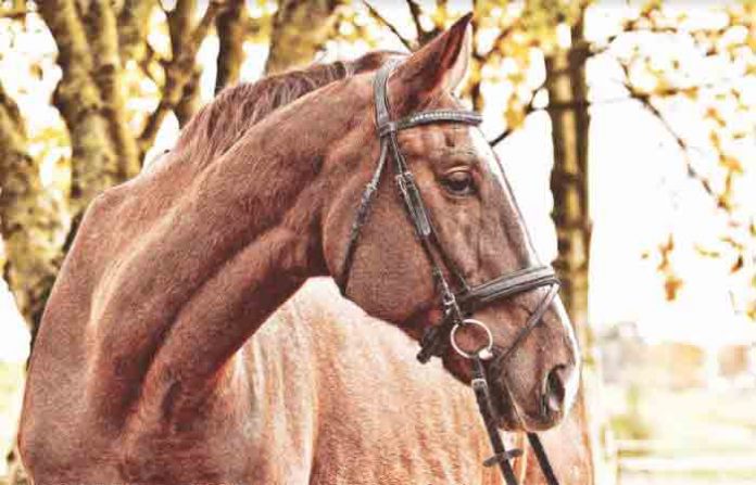 horse
