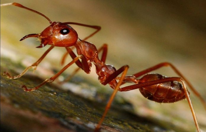 ant