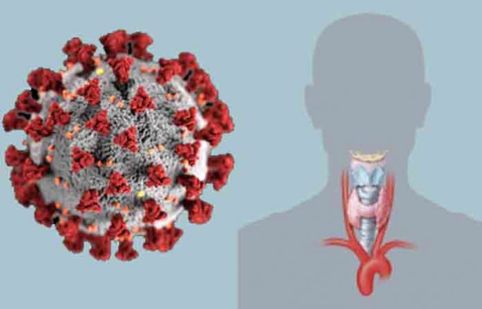 corona-and-typhoid