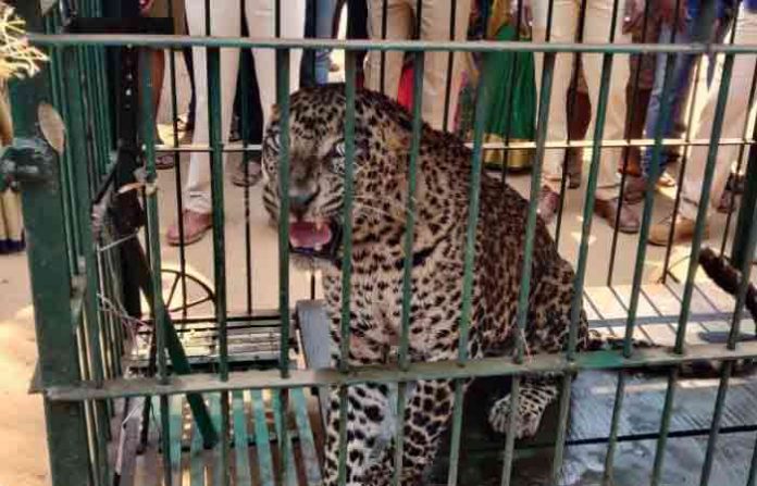 leopard