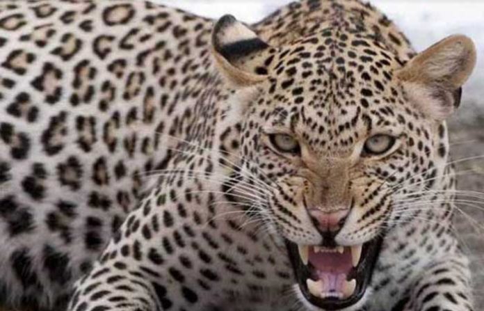 leopard