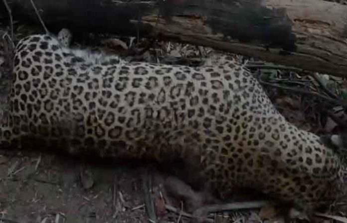 leopard-dead