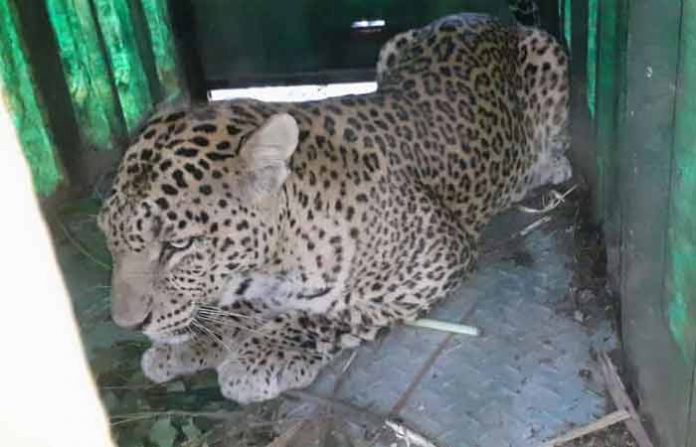 shriampur-leopard