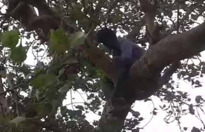 tree