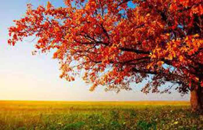 nature-new
