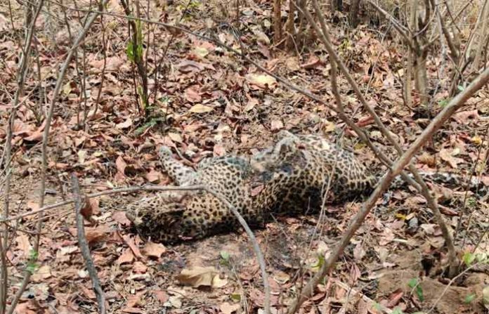 chandrapur-leopard