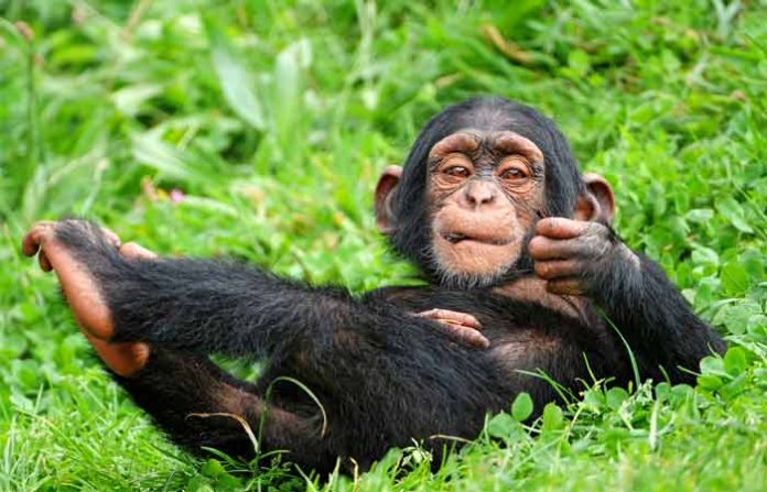 chimpazee