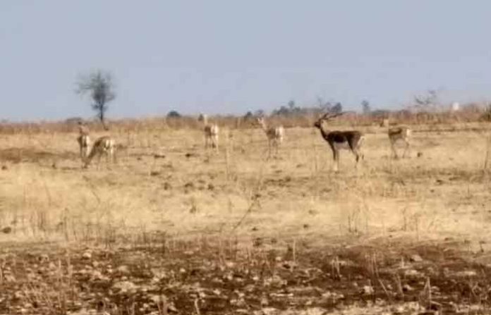 latur-animal-water
