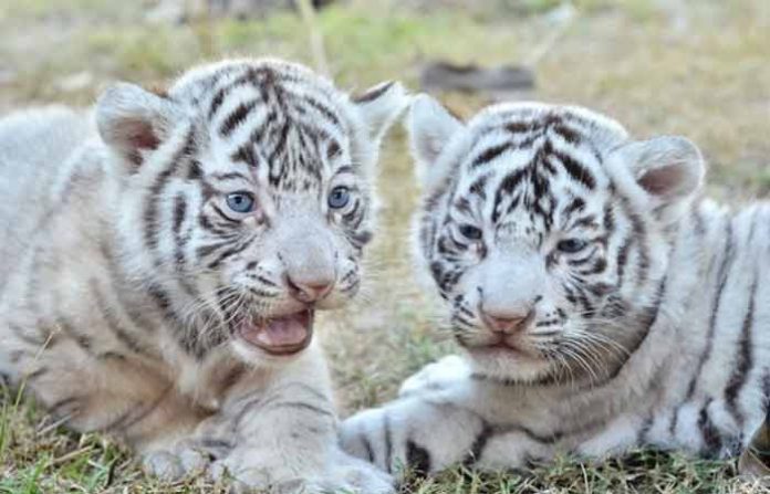 white-tiger-cub