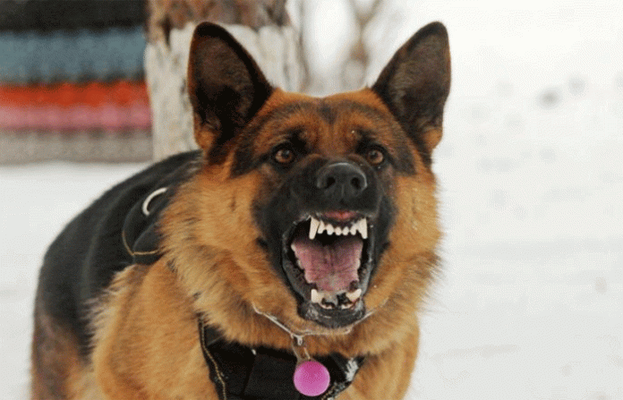 dog