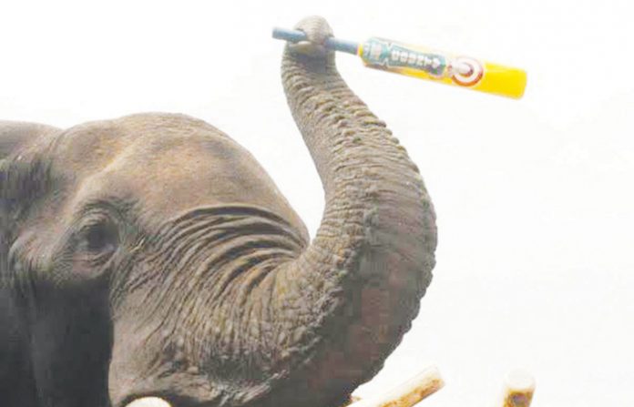 elephant-bat