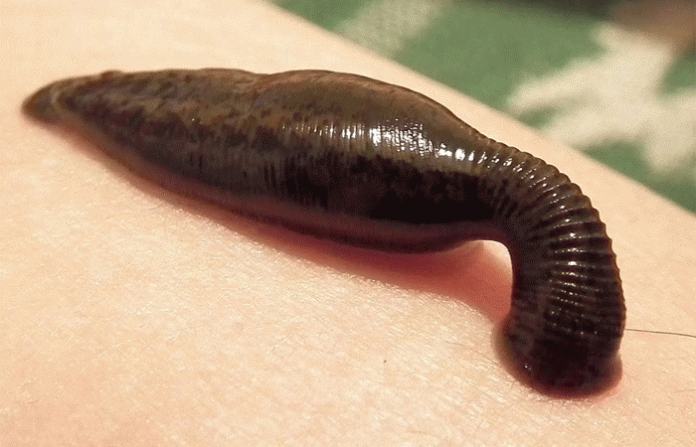 jalu