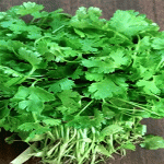 जाणून घ्या आहारात कोथिंबीर का असायला हवी? वाचा