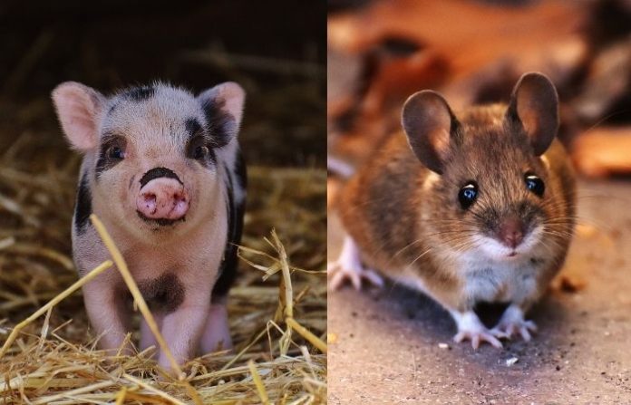 pig-and-rat
