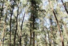 मुंबईत आधीच प्रदूषण त्यात आणखी झाडं तोडणार, नाना-नानी पार्कमधील कोस्टल रोडसाठी 184 झाडांवर कुऱ्हाड