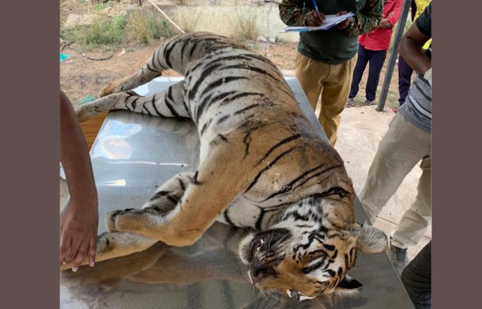 tigress-1