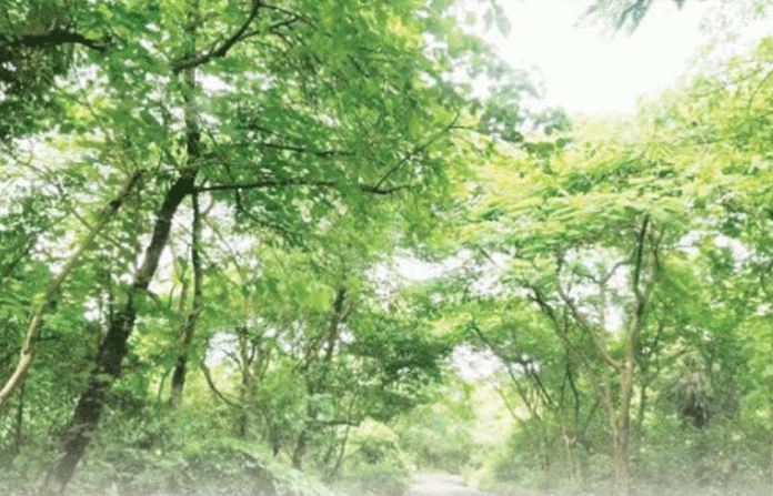 aarey-forest