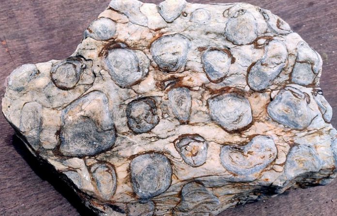 fossil-yavatmal