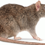 rat