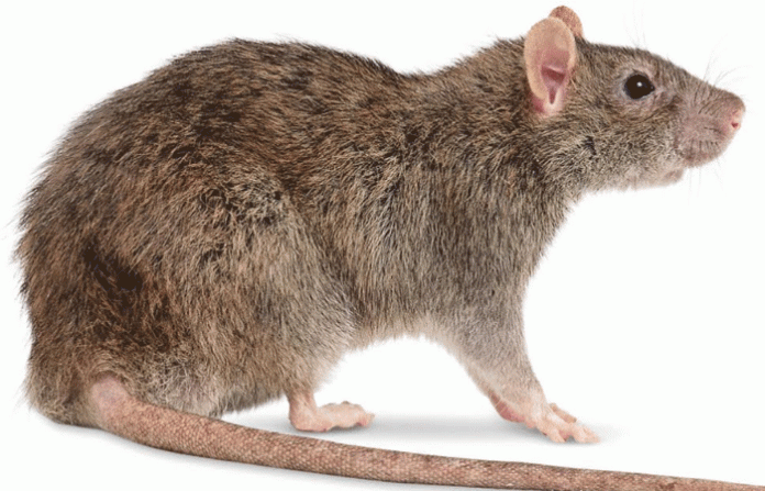 rat