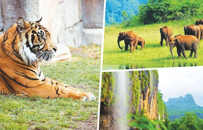 केंद्राच्या धर्तीवर आता राज्याचाही वन्यजीव कृती आराखडा; अंतिम मंजुरीसाठी राज्य सरकारकडे पाठवला