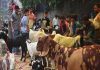 भाईंदरच्या सोसायट्यांत बकरी पालन, कुर्बानीला बंदी; आवारात कुत्र्या-मांजरांना खायला घातल्यास पाच हजारांचा दंड